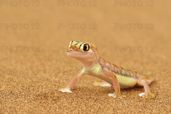 Palmato gecko