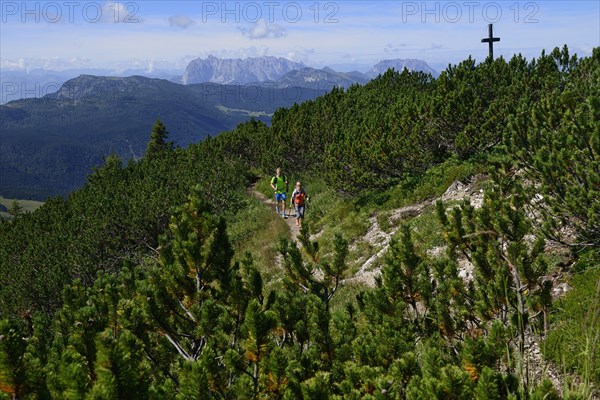 Hikers between pines on the summit ridge of the Durrnbachhorn
