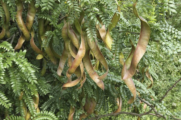 Carob tree (Ceratonia siliqua)