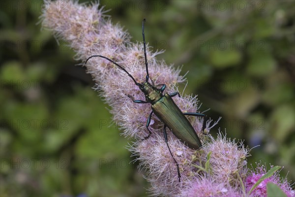 Musk beetle (Aromia moschata) on flower of willow-leaved spirea shrub(Spiraea salicifolia)