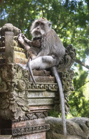 Crab-eating macaque (Macaca fascicularis)