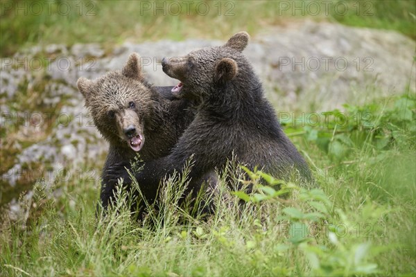 Close-up of two Eurasian brown bear (Ursus arctos arctos)