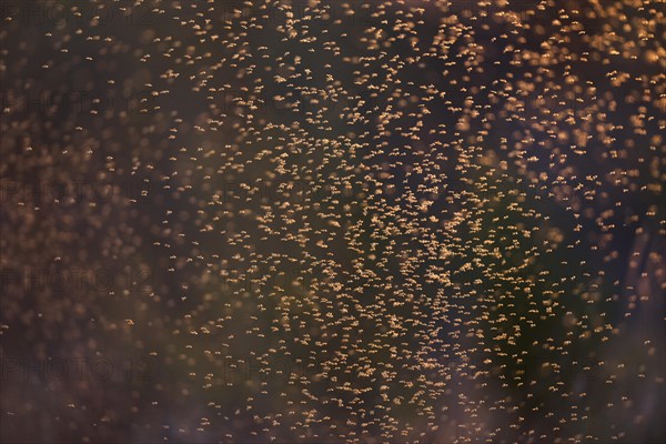 Dancing mosquitoes against the light at a river in Saxony-Anhalt