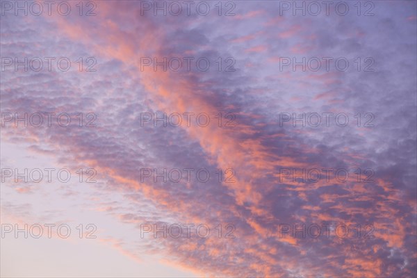 Rosy cirrus clouds