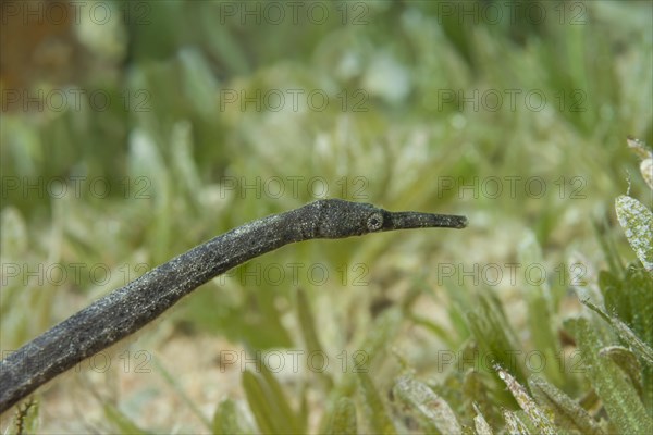 Double-ended pipefish (Trachyrhamphus bicoarctatus) on the sea grass