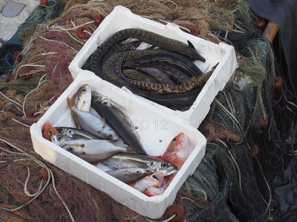 Freshly caught fish and moray eels