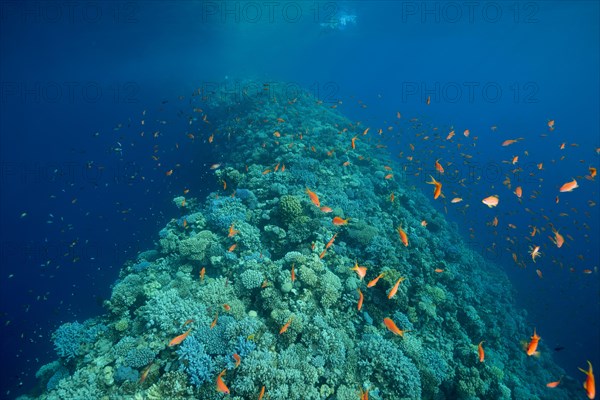 The outer coral wall