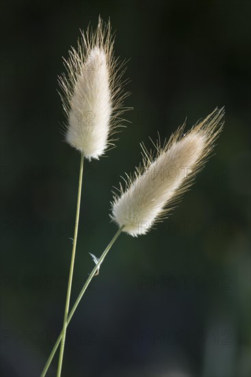 Hares tail grass (Lagurus ovatus)