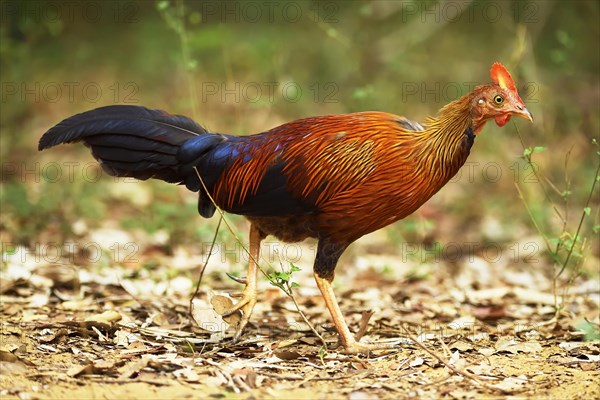 Sri Lankan junglefowl (Gallus lafayetii)