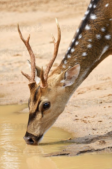 Chital (Axis axis)