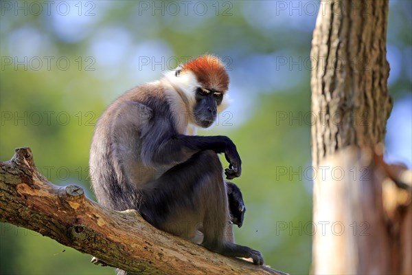 Collared mangabey (Cercocebus torquatus)