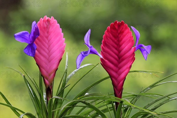 Blue tillandsia (tillandsia cyanea)