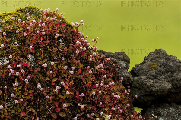 Pink-headed persicaria (Persicaria capitata) on lava stone