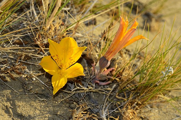 Flowering yellow desert plant (Alstroemeria aurea)