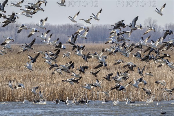 Spring migration of snow geese (Chen caerulescens)