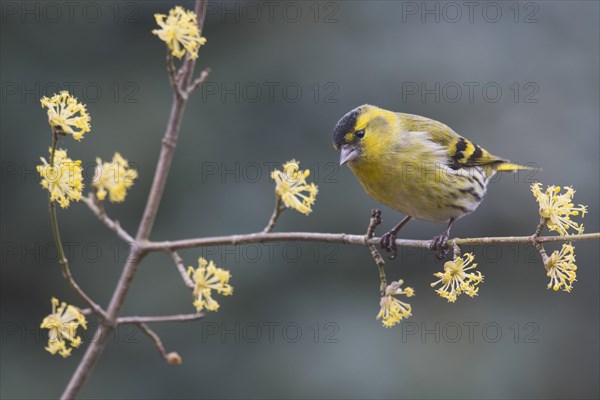 Eurasian siskin (Carduelis spinus)