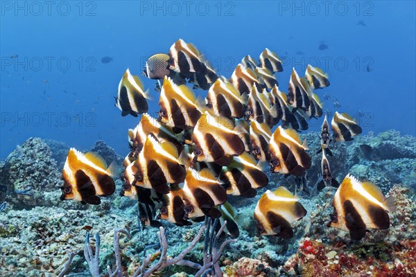 Fish swarm phantom bannerfish (Heniochus pleurotaenia) Indian Ocean