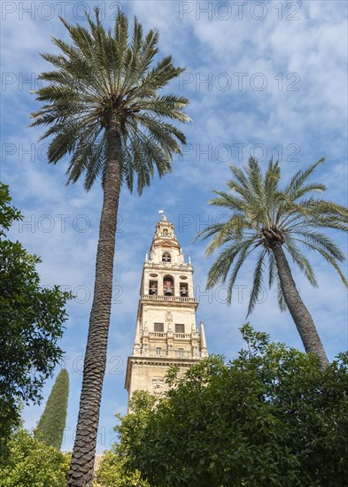 Church tower between palm trees