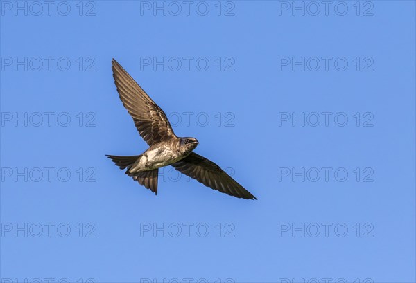 Purple martin (Progne subis) flying in blue sky