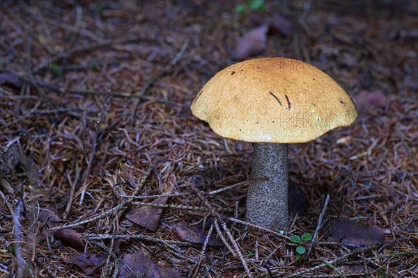 Leccinum (Leccinum)