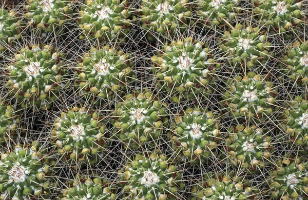 Mammillaria compressa (Mammillaria compressa)