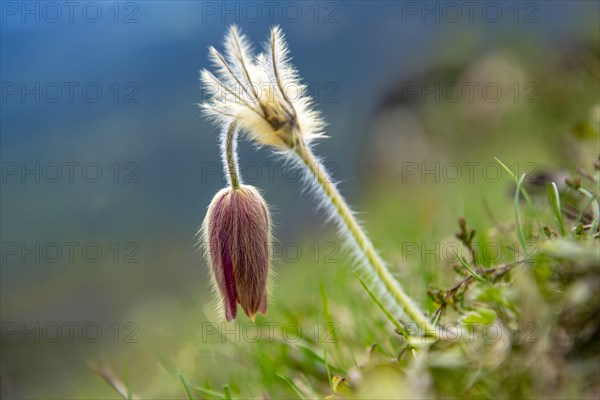 Alpine pasqueflower (Pulsatilla alpina)