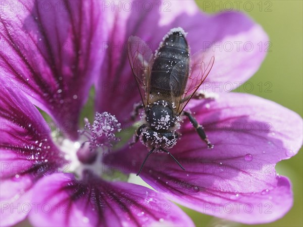 Honey bee (Apis mellifera) with pollen in a mallow flower