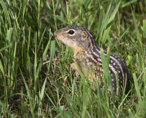 Thirteen-lined ground squirrel (Ictidomys tridecemlineatus) in grass