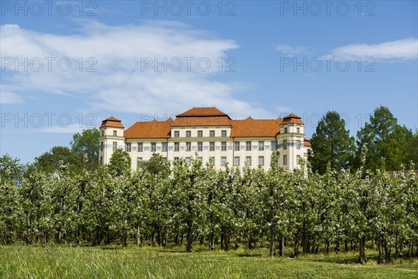 New castle and flowering fruit trees