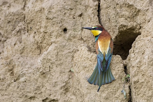 Bee-eater (Merops apiaster) at the breeding tube