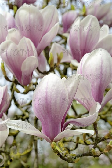 Chinese Magnolia (Magnolia x soulangeana)