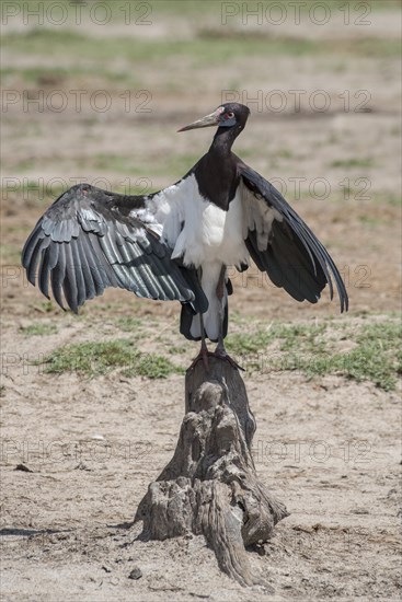 Abdim's stork (Ciconia abdimii) cools itself at midday heat
