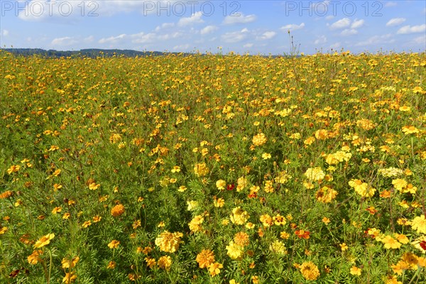 Yellow Marigolds (Tagetes) as green manure on a field