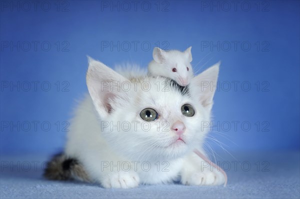 Kitten