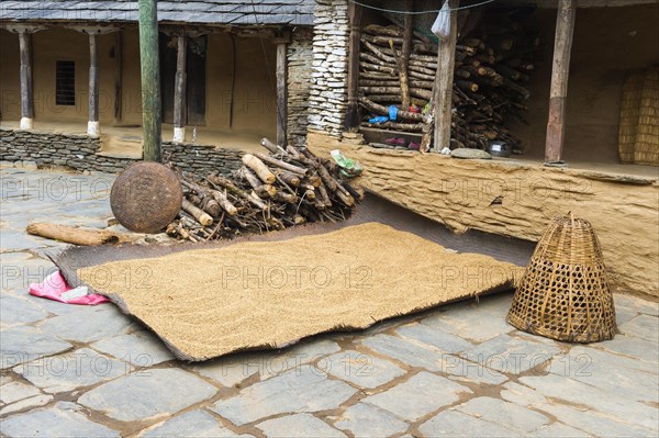 Rice drying on ground