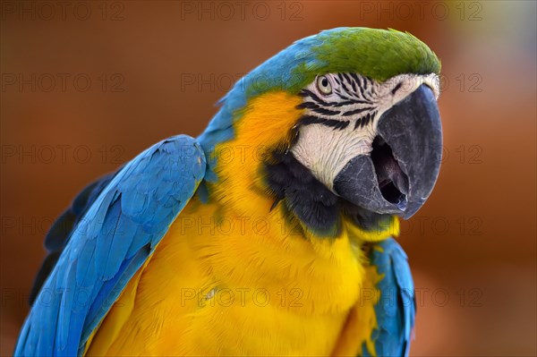 Blue and yellow macaw (Ara ararauna)