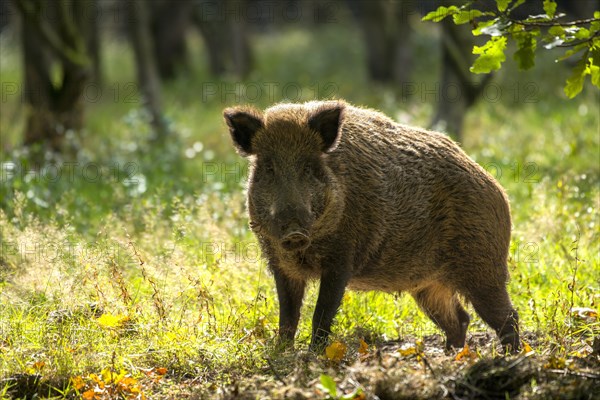 Wild boar (Sus scrofa)