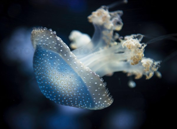 White-spotted Jellyfish (Phyllorhiza punctata)