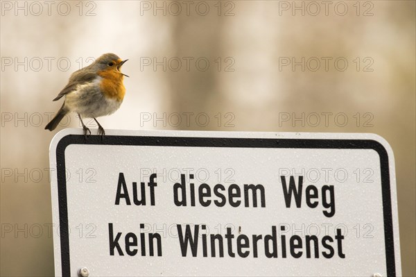 Chirping European robin (Erithacus rubecula) stands on a sign for pedestrians