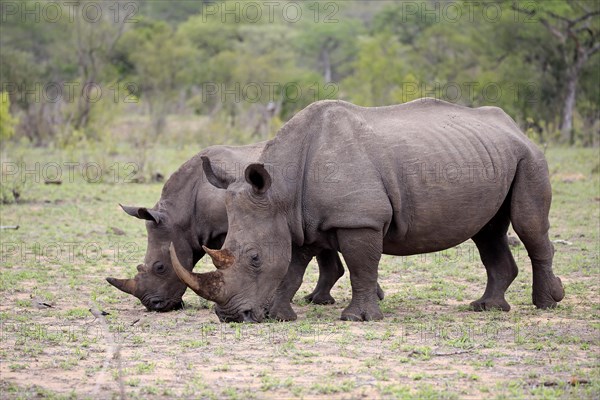 Two White rhinoceroses (Ceratotherium simum)