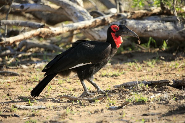 Southern ground hornbill (Bucorvus leadbeateri)