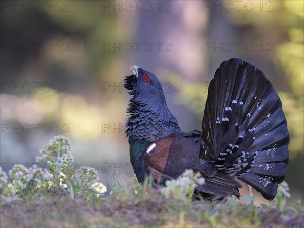 Western capercaillie (Tetrao urogallus)