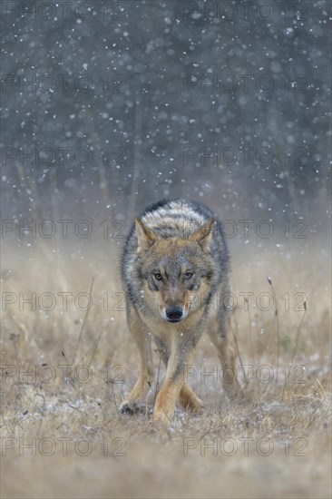 Gray wolf (Canis lupus)