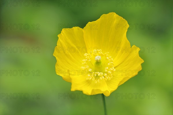 Yellow Iceland Poppy (Papaver nudicaule)