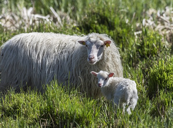 White Polled Heath sheep (Ovis aries) with her newborn in dense grass