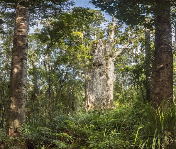 Te Matua Ngahere