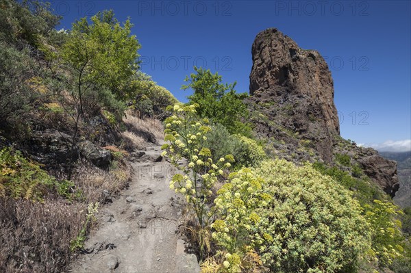 Hiking path through blooming vegetation to Roque Bentayga