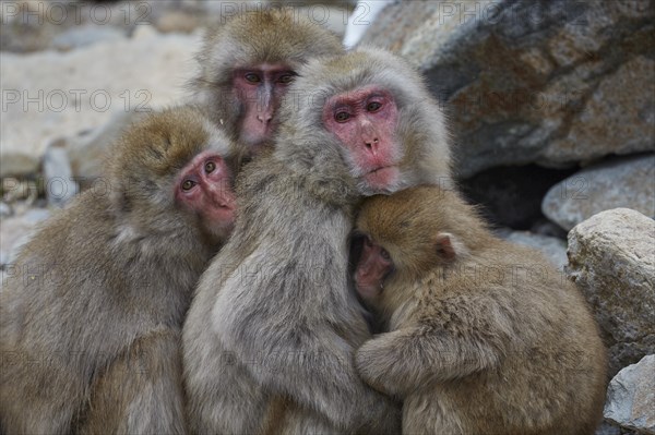 Cuddling and warming Japanese macaque (Macaca fuscata)