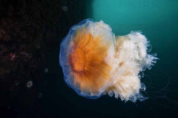 Lion's mane jellyfish (Cyanea capillata)