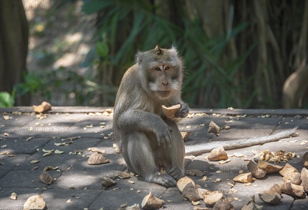 Crab-eating macaque (Macaca fascicularis)